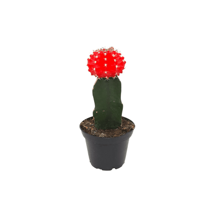 1.5" Grafted Moon Cactus - Ziya Blue