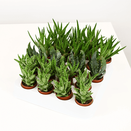 1.5" Haworthia, Aloe, Gasteria Assortment - Ziya Blue