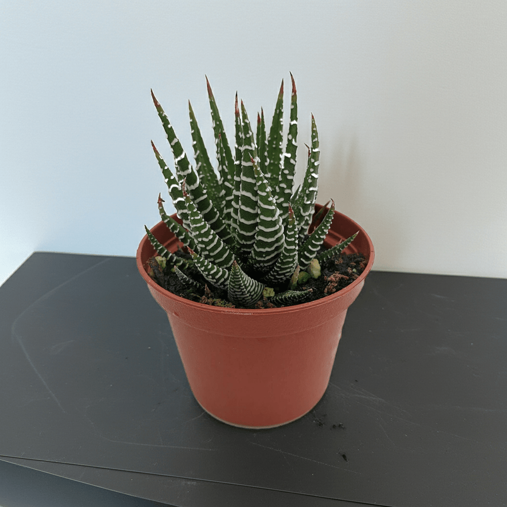 1.5" Haworthia Zebra - Ziya Blue