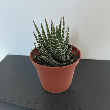 1.5" Haworthia Zebra - Ziya Blue