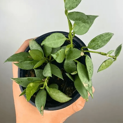 2" Hoya "Eskimo" - Ziya Blue