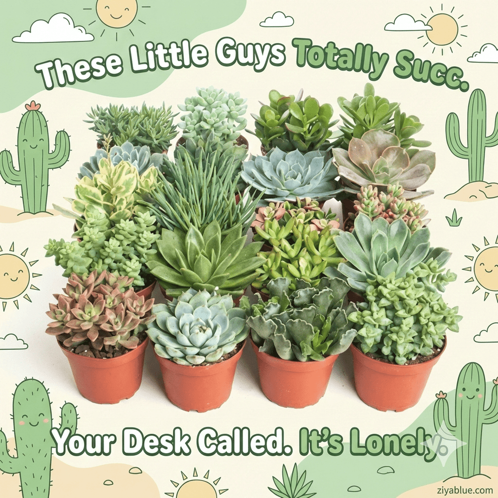 2.25" Assorted Succulents – The "Pocket - Sized" Sun Seekers - Ziya Blue