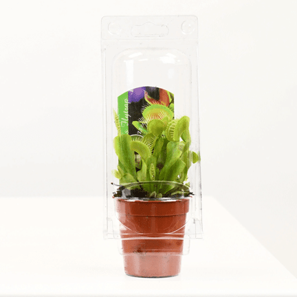 2.25" Venus Flytrap - Ziya Blue
