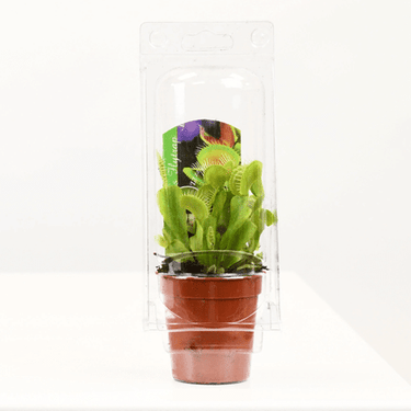 2.25" Venus Flytrap - Ziya Blue