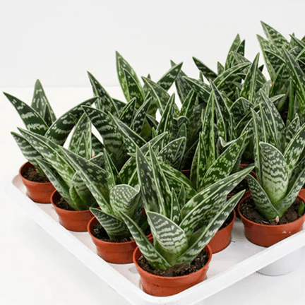 2.5" Aloe Pheasant Breast Plant - Ziya Blue