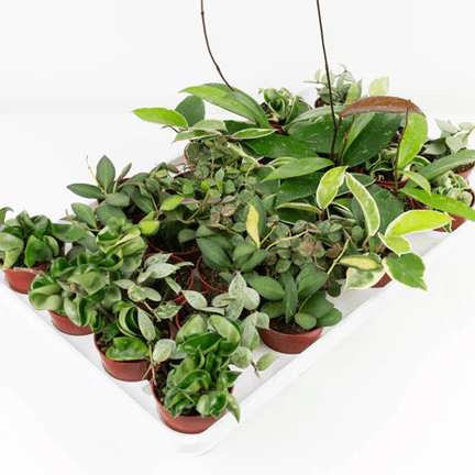 2.5 Assorted Hoya - Ziya Blue