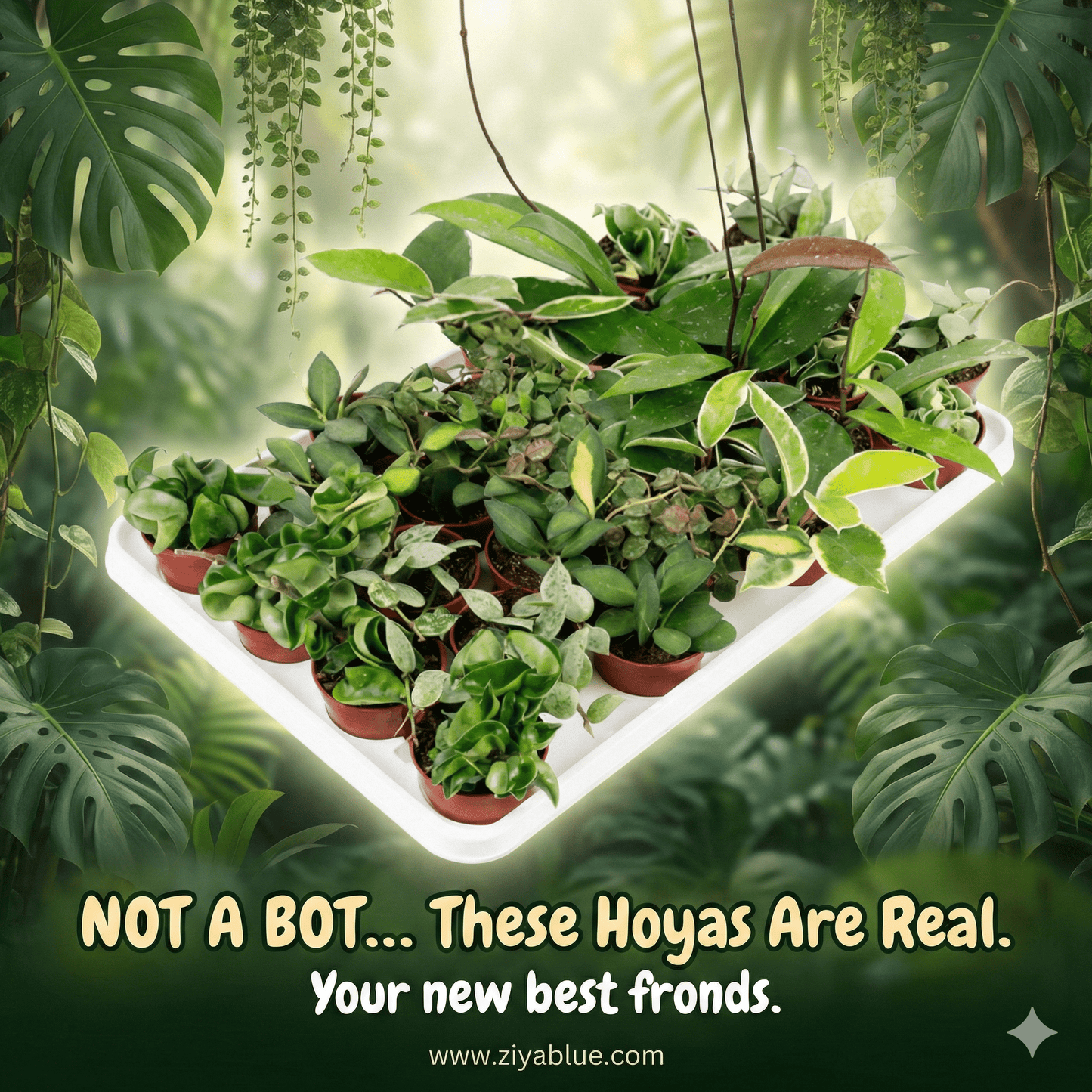 2.5 Assorted Hoya - Ziya Blue