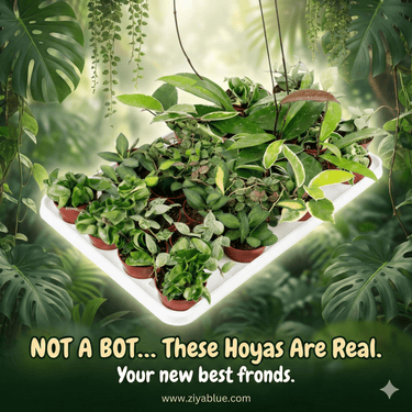 2.5 Assorted Hoya - Ziya Blue