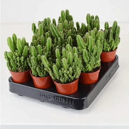 2.5" Cactus - Ziya Blue