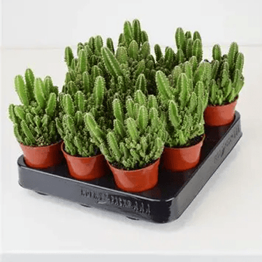 2.5" Cactus - Ziya Blue