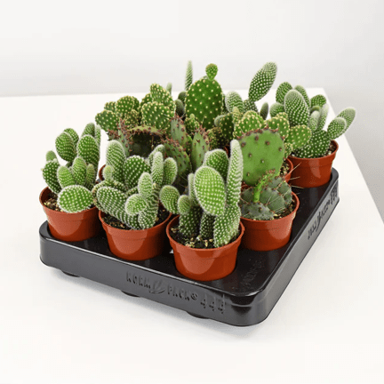 2.5" Cactus - Ziya Blue