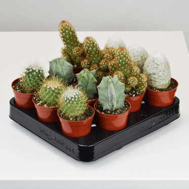 2.5" Cactus - Ziya Blue