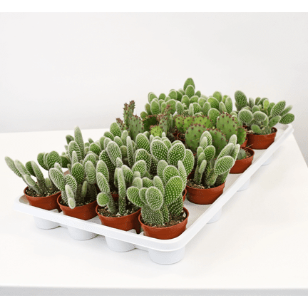 2.5" Cactus Opuntia Assortment - Ziya Blue