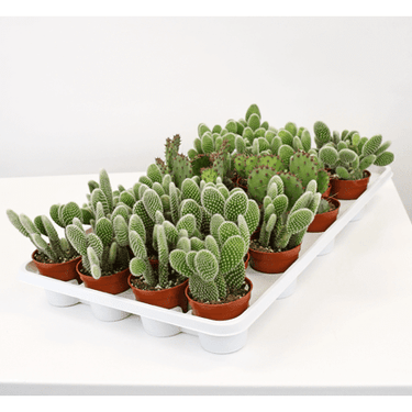 2.5" Cactus Opuntia Assortment - Ziya Blue