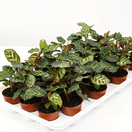 2.5" Calathea Makoyana Peacock - Ziya Blue