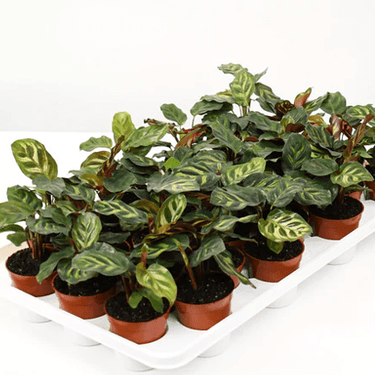 2.5" Calathea Makoyana Peacock - Ziya Blue