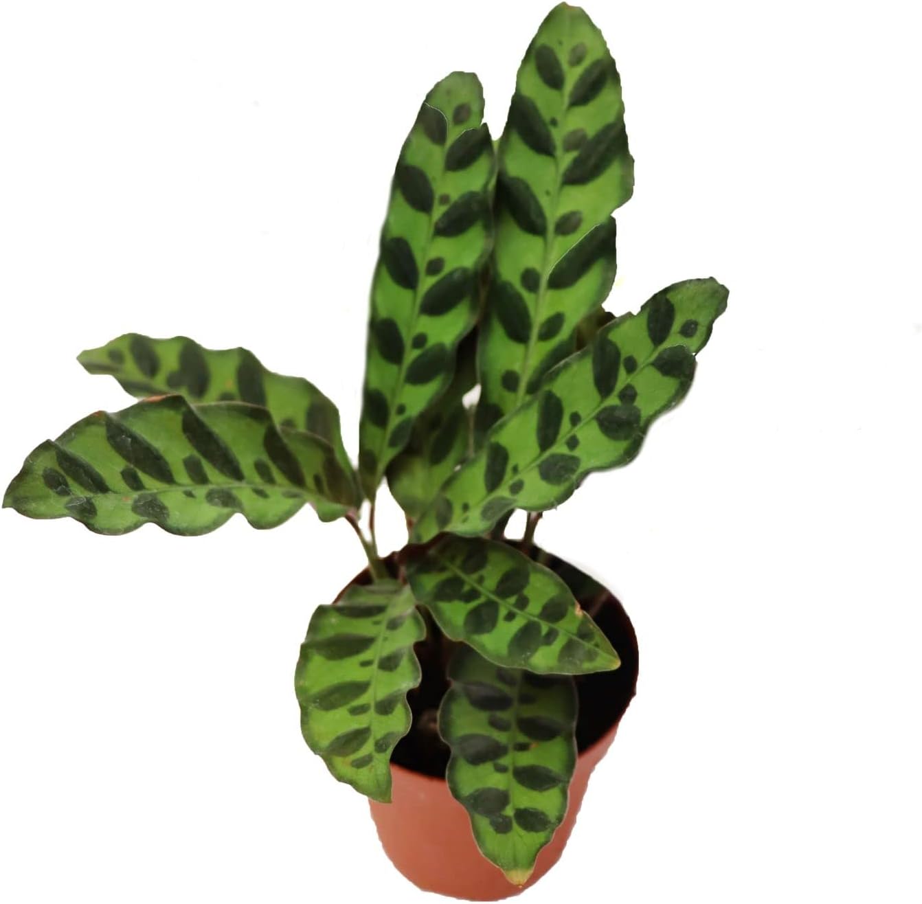 2.5 Calathea Rattlesnake - Ziya Blue