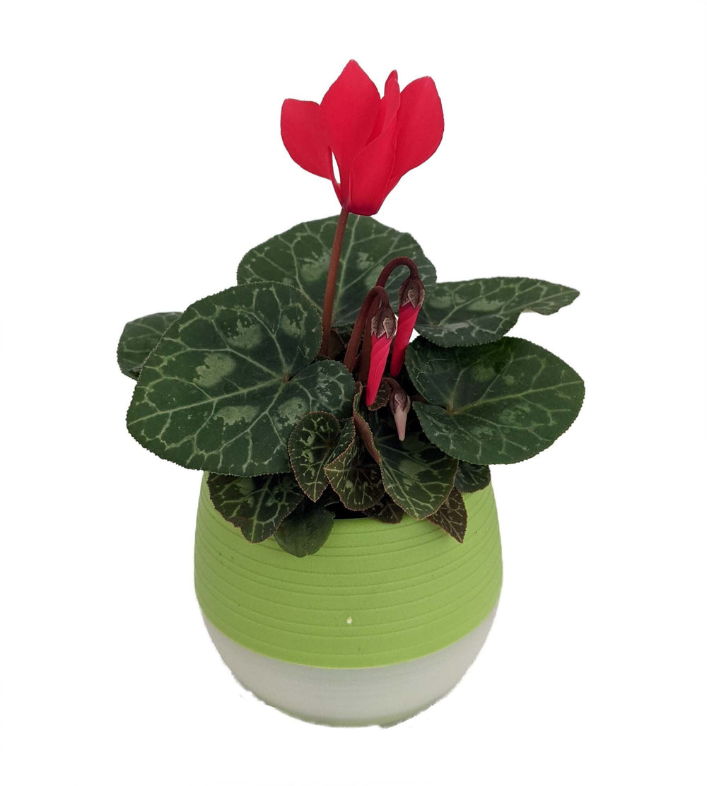 2.5" Cyclamen in Self Watering Pot - Ziya Blue
