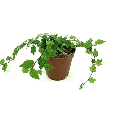 2.5" Frog Vine - Ziya Blue