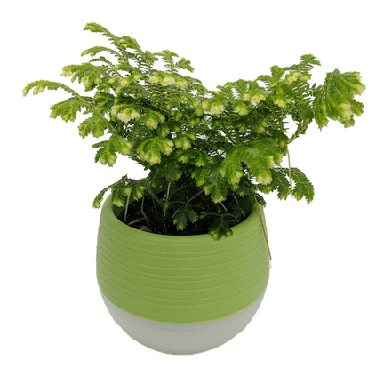 2.5" Frosty Fern in Self Watering Pot - Ziya Blue