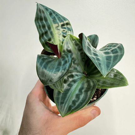 2.5" Geogenanthus Poeppigii, Seersucker Plant - Ziya Blue