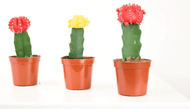 2.5" Grafted Cactus Moon - Ziya Blue