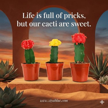 2.5" Grafted Moon Cactus – The "Neon Frankenstein" of the Desert - Ziya Blue