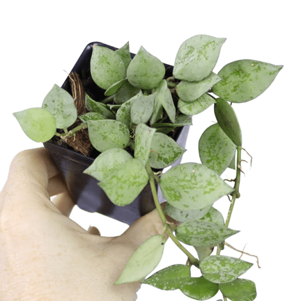 2.5" Hoya - Ziya Blue