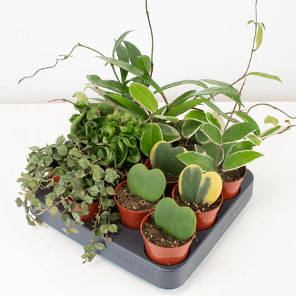 2.5" Hoya - Ziya Blue