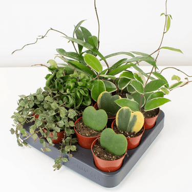 2.5" Hoya - Ziya Blue