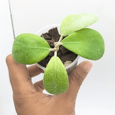 2.5" Hoya - Ziya Blue