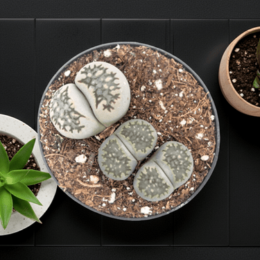 2.5" Lithops (Living Stones) - Ziya Blue
