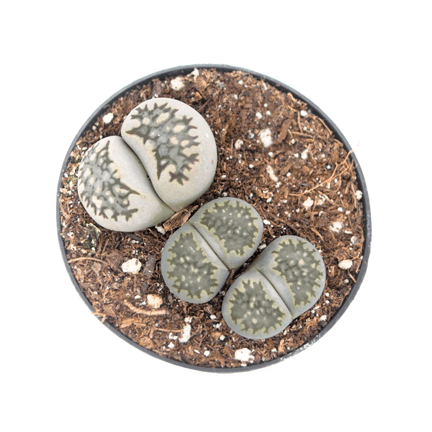 2.5" Lithops (Living Stones) - Ziya Blue