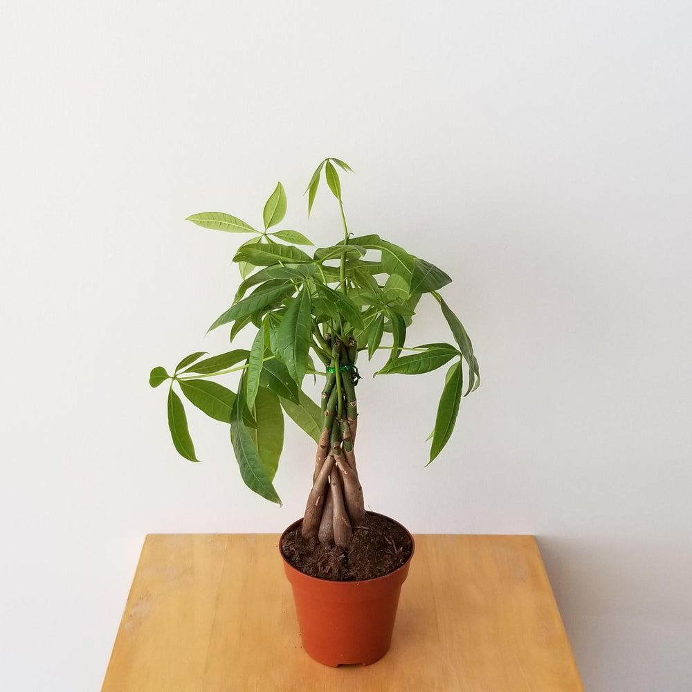 2.5" Money Tree - Ziya Blue