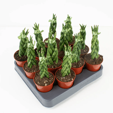 2.5" Sansevieria - Ziya Blue