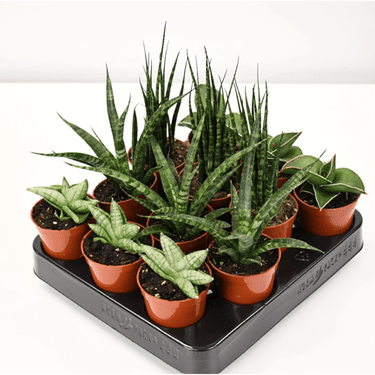 2.5" Sansevieria - Ziya Blue