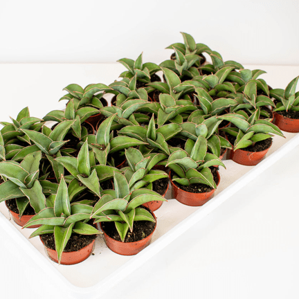 2.5 Sansevieria Blue Kew - Ziya Blue