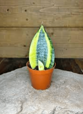 2.5" Sansevieria Koi Fin - Ziya Blue