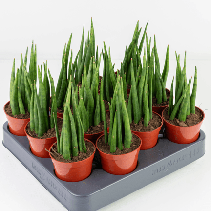 2.5" Sansevieria Mikado Fernwood - Ziya Blue