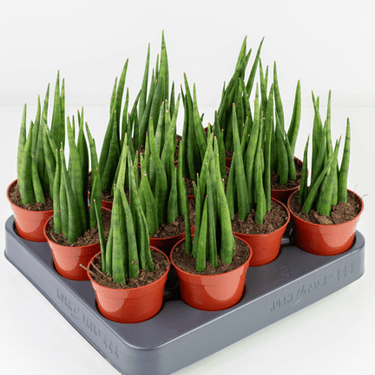2.5" Sansevieria Mikado Fernwood - Ziya Blue