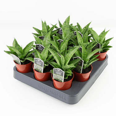 2.5' Sansevieria Tough Lady - Ziya Blue