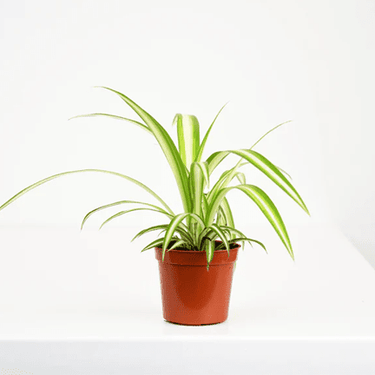 2.5" Spider Plant - Ziya Blue
