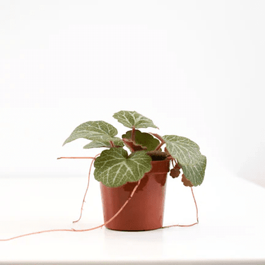 2.5" Strawberry Begonia - Ziya Blue