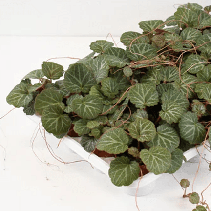 2.5" Strawberry Begonia - Ziya Blue