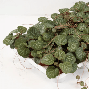 2.5" Strawberry Begonia - Ziya Blue