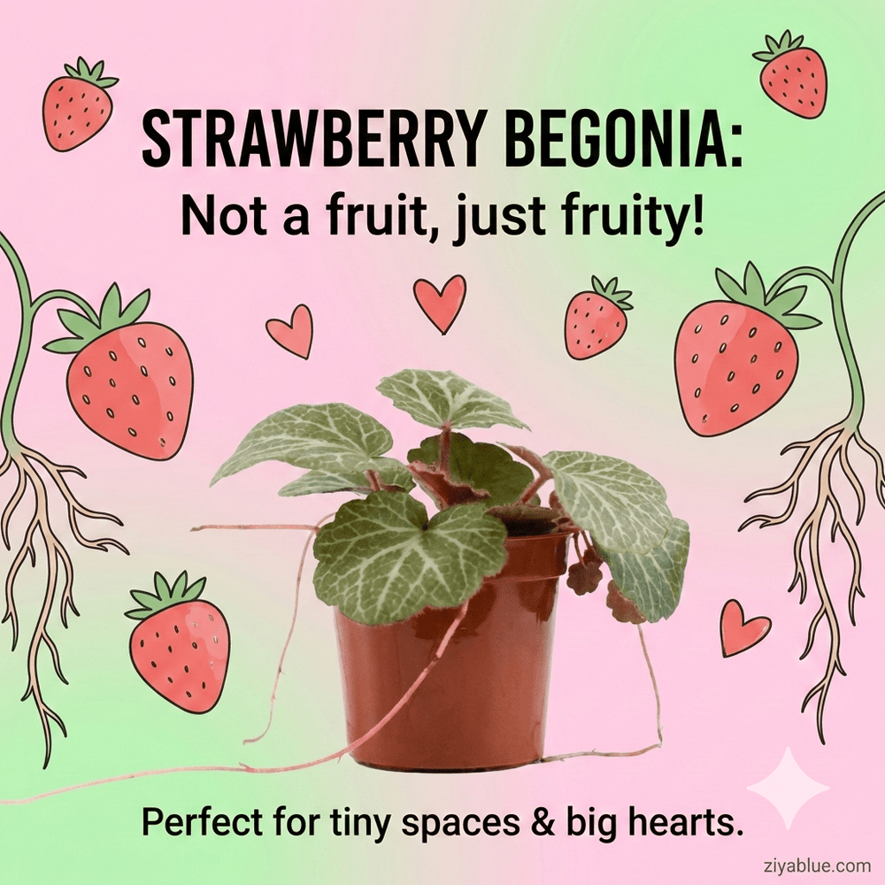 2.5" Strawberry Begonia – The "Social Climber" Succulent - Ziya Blue