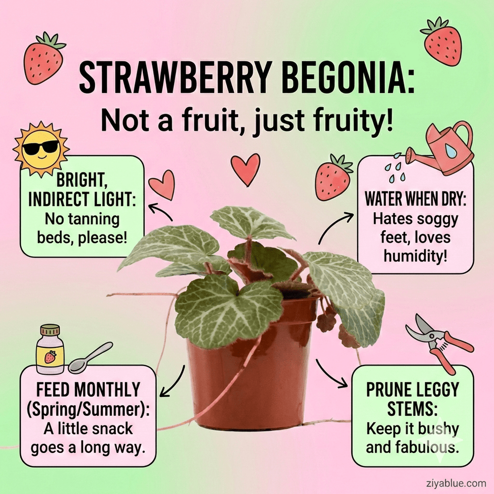 2.5" Strawberry Begonia – The "Social Climber" Succulent - Ziya Blue