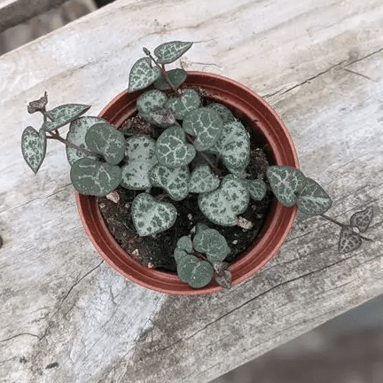 2.5" String of Hearts - Ziya Blue