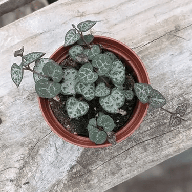 2.5" String of Hearts - Ziya Blue