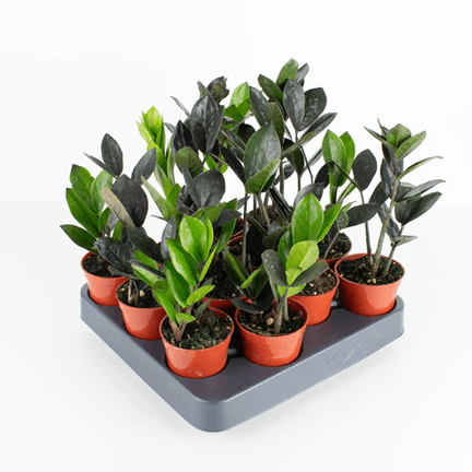 2.5" ZZ Plant Oscuro Black - Ziya Blue